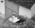 Capi_Dubne_20250530_050002.jpg