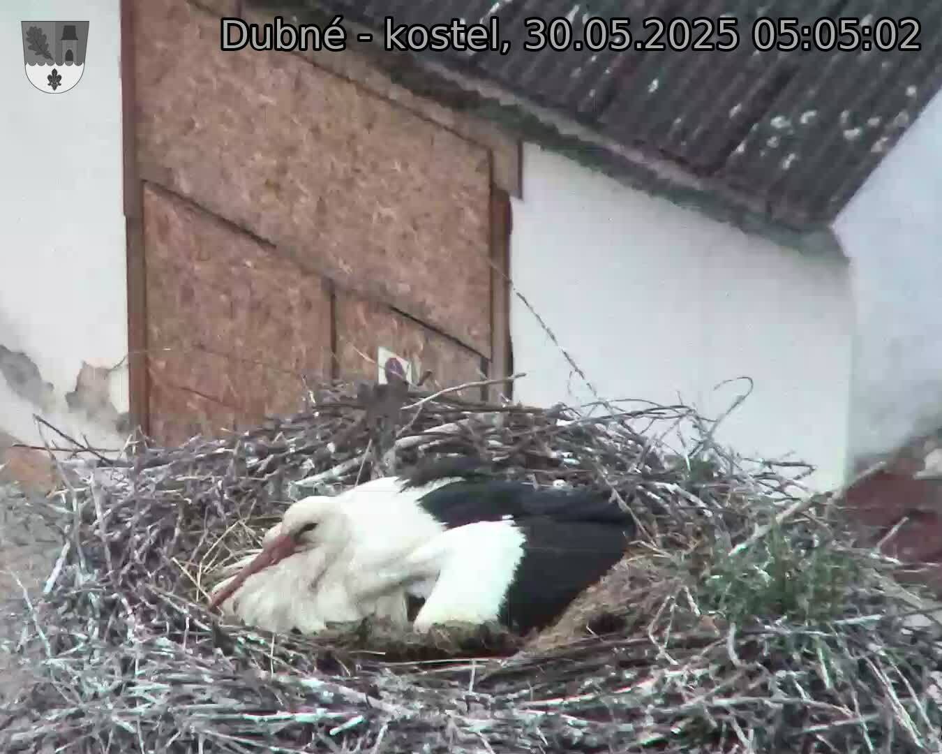 Capi_Dubne_20250530_050502.jpg (1350 x 1080)