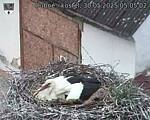 Capi_Dubne_20250530_050502.jpg