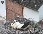 Capi_Dubne_20250530_051003.jpg