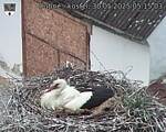 Capi_Dubne_20250530_051503.jpg