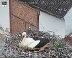 Capi_Dubne_20250530_052503.jpg