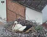 Capi_Dubne_20250530_053503.jpg