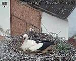 Capi_Dubne_20250530_054002.jpg
