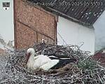 Capi_Dubne_20250530_055503.jpg