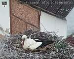 Capi_Dubne_20250530_060003.jpg