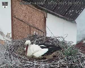 Capi_Dubne_20250530_060003.jpg (1350 x 1080)