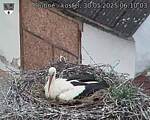 Capi_Dubne_20250530_061003.jpg