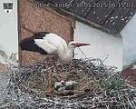 Capi_Dubne_20250530_061503.jpg