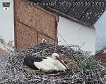 Capi_Dubne_20250530_062003.jpg
