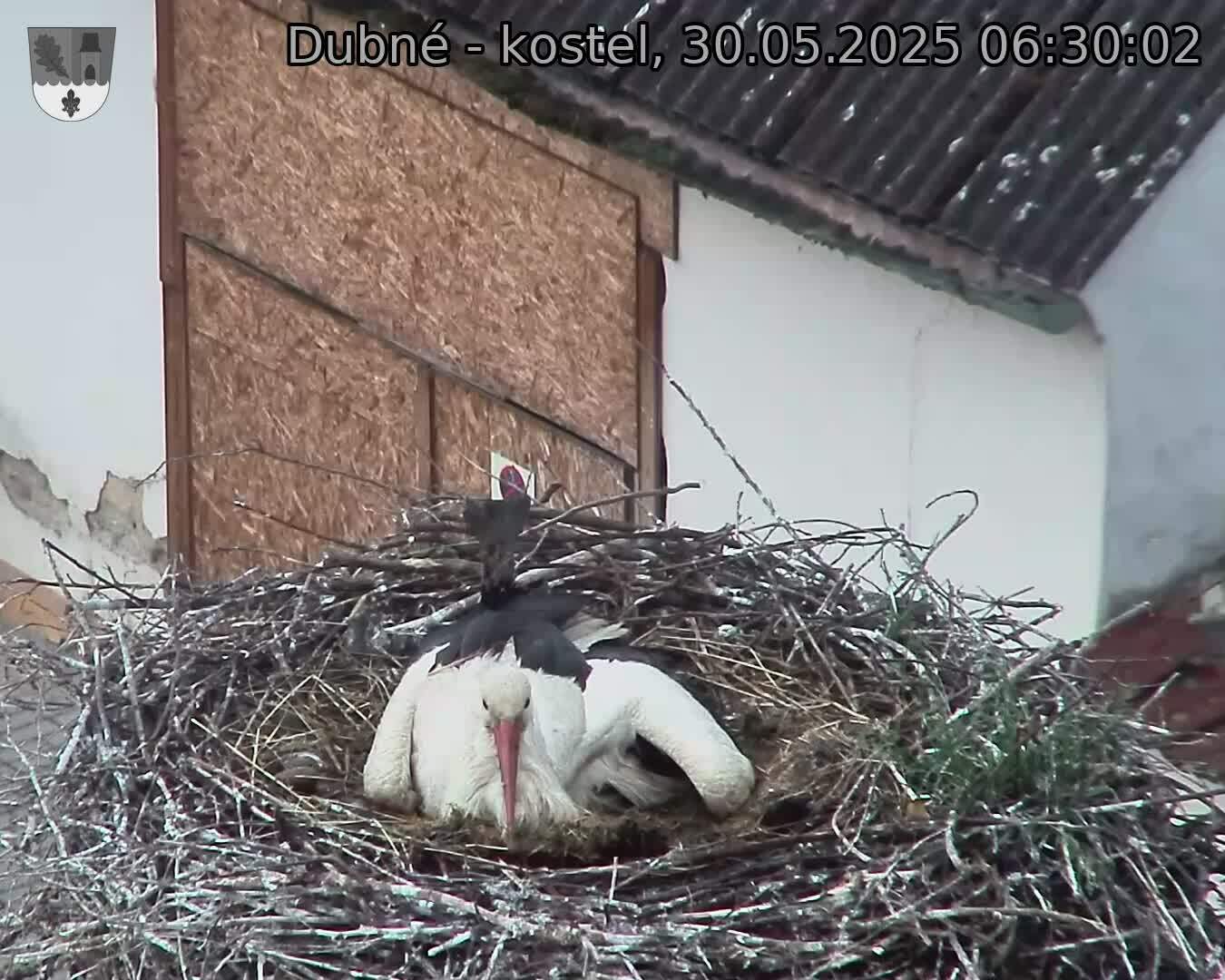 Capi_Dubne_20250530_063002.jpg (1350 x 1080)