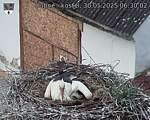 Capi_Dubne_20250530_063002.jpg