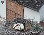Capi_Dubne_20250530_063503.jpg