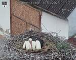 Capi_Dubne_20250530_064002.jpg