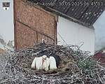 Capi_Dubne_20250530_064503.jpg