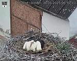 Capi_Dubne_20250530_065003.jpg