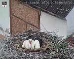 Capi_Dubne_20250530_065503.jpg