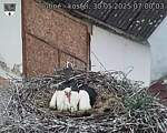 Capi_Dubne_20250530_070003.jpg