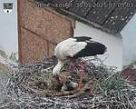Capi_Dubne_20250530_070503.jpg
