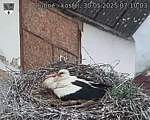 Capi_Dubne_20250530_071003.jpg