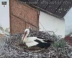 Capi_Dubne_20250530_071503.jpg