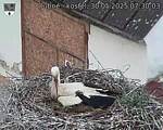 Capi_Dubne_20250530_073003.jpg