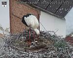Capi_Dubne_20250530_075503.jpg