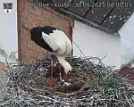 Capi_Dubne_20250530_080003.jpg
