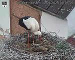 Capi_Dubne_20250530_080503.jpg