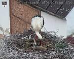 Capi_Dubne_20250530_081503.jpg