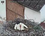 Capi_Dubne_20250530_082003.jpg