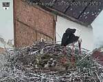 Capi_Dubne_20250530_082503.jpg