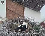 Capi_Dubne_20250530_083003.jpg