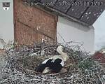 Capi_Dubne_20250530_083503.jpg