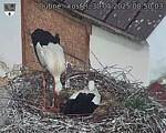 Capi_Dubne_20250530_085003.jpg
