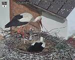 Capi_Dubne_20250530_085503.jpg