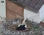 Capi_Dubne_20250530_090002.jpg
