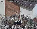 Capi_Dubne_20250530_090502.jpg