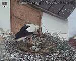 Capi_Dubne_20250530_091003.jpg