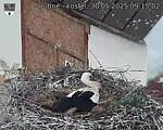 Capi_Dubne_20250530_091502.jpg