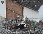 Capi_Dubne_20250530_092002.jpg