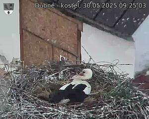 Capi_Dubne_20250530_092503.jpg (1350 x 1080)