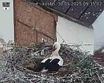 Capi_Dubne_20250530_093502.jpg