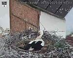 Capi_Dubne_20250530_094003.jpg