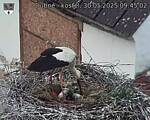 Capi_Dubne_20250530_094502.jpg