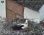 Capi_Dubne_20250530_095502.jpg