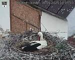 Capi_Dubne_20250530_100503.jpg