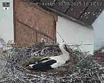 Capi_Dubne_20250530_101003.jpg