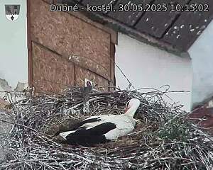 Capi_Dubne_20250530_101502.jpg (1350 x 1080)