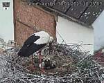 Capi_Dubne_20250530_102503.jpg